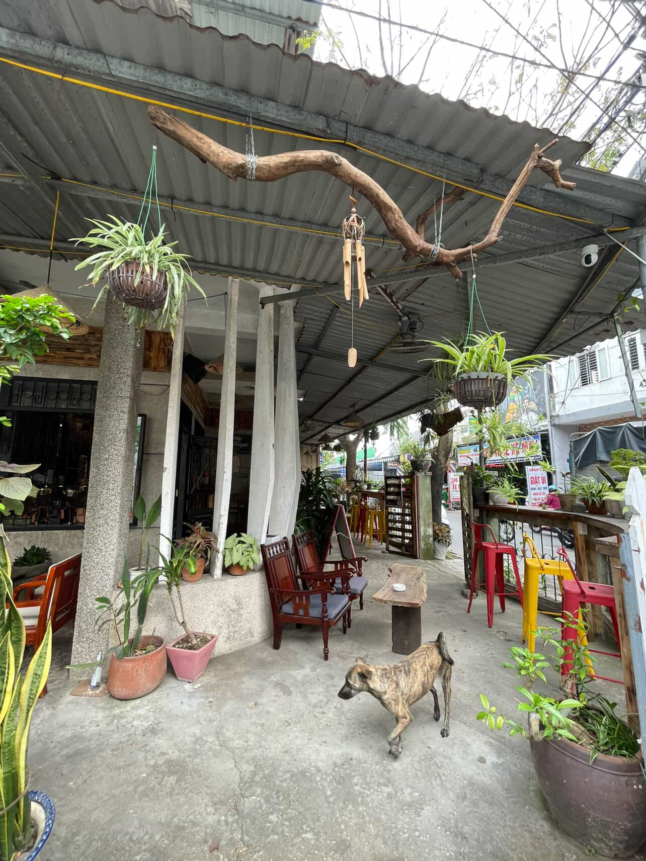 Daytime patio with hanging plants, columns and a dog walking past