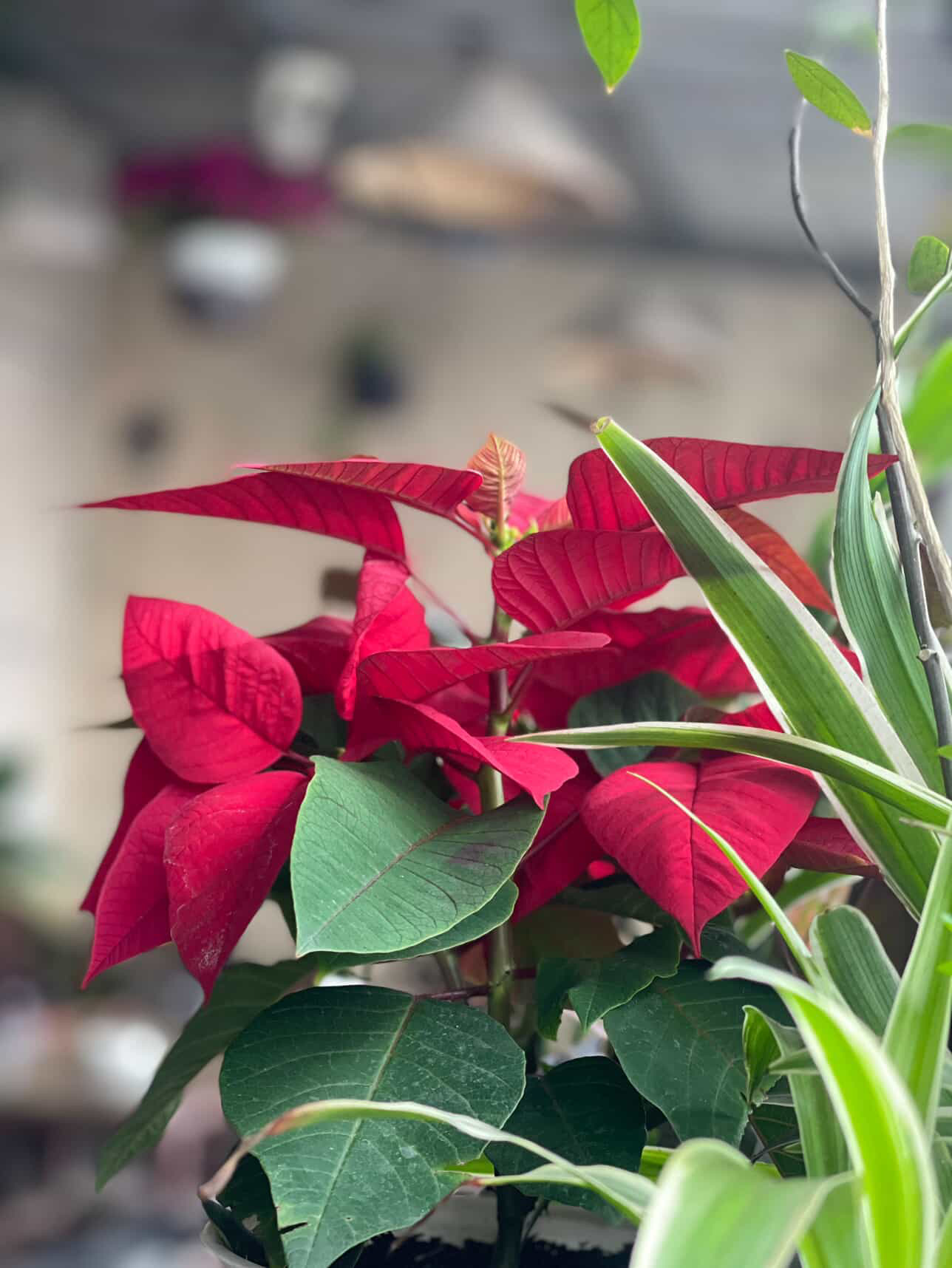 Red poinsettia leaves in close-up against soft daylight